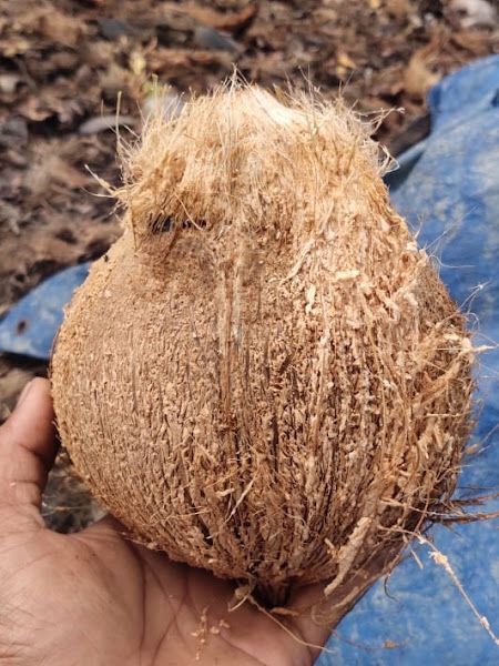 Dessicated Coconut — food-grade premium